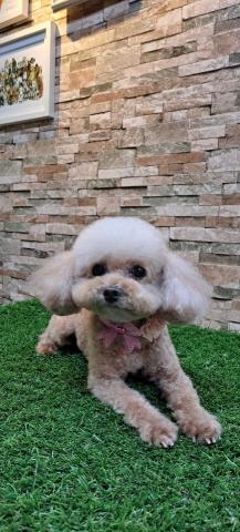 草地跑寵物美容 - 