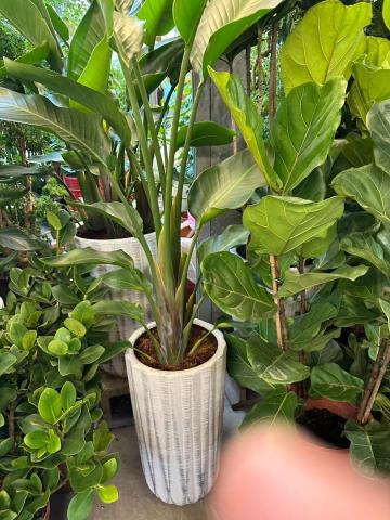 羅馬門花藝設計 - 