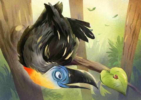 李采穎 - 森林中的藍面黑巨嘴鳥