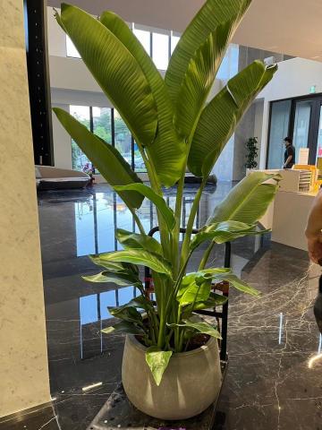 羅馬門花藝設計 - 