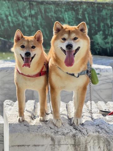 吳清龍 - 協助客戶遛狗