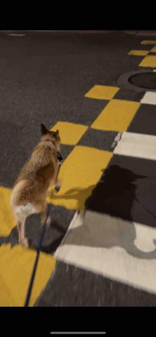 小可遛遛隊 - 第二位顧客-啾比