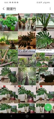 地球家園國際顧問股份有限公司 - 開運綠化第一步~玄關佈局