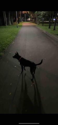 小可遛遛隊 - 第三位顧客-黑豆