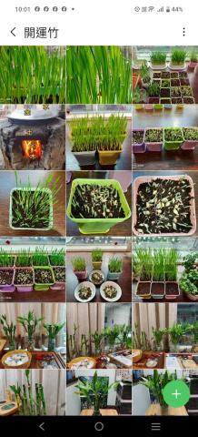 地球家園國際顧問股份有限公司 - 五行木火土金水~綠化首選