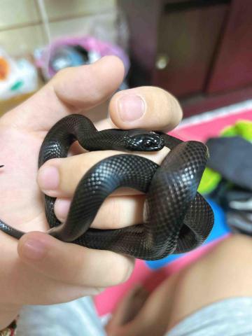 紅米78973844 - 有養蛇