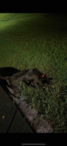 小可遛遛隊 - 持續服務中-黑豆