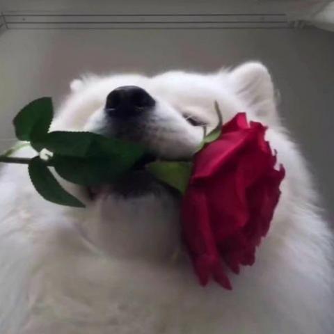 提供保姆服務的專家羅浿昀