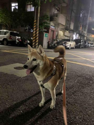 張淳淇 - 陪伴散步