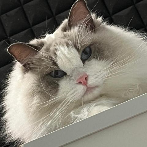 提供寄養貓服務的專家陳昱均