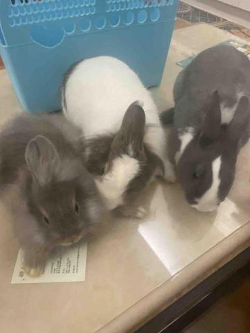 提供寄養服務的專家陳宥丞