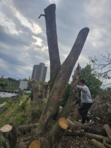 肥嘎企業 - 砍除樹木