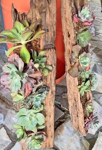 拂雲庭園藝術創作坊 - 多肉植物裝置藝術