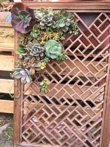 拂雲庭園藝術創作坊 - 多肉植物裝置藝術