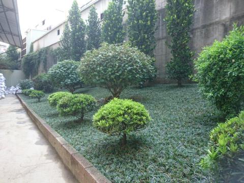 拂雲庭園藝術創作坊 - 庭園維護
陽光不足處密植玉龍草，雜草管理，水分肥料病蟲害管理很重要