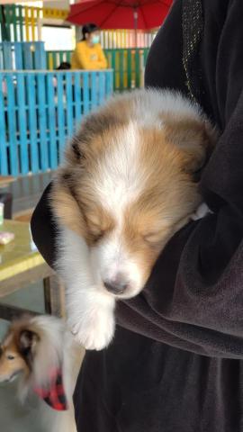 提供183天稅服務的專家Rick Shih