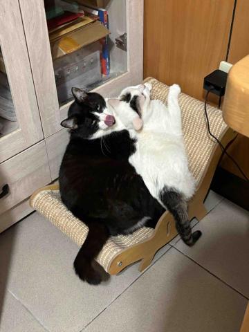 大小胖到府保姆