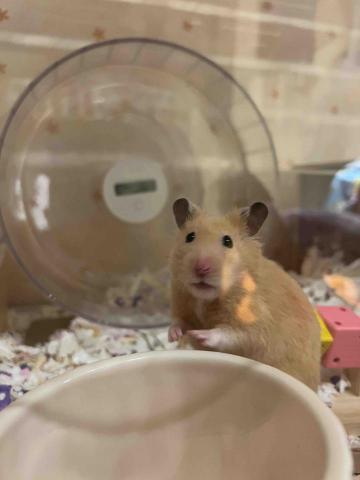 Jasmine☆寵物寄養☆ - 自家寶貝