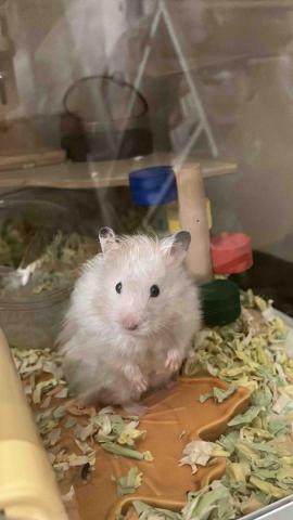 Jasmine☆寵物寄養☆ - 自家寶貝