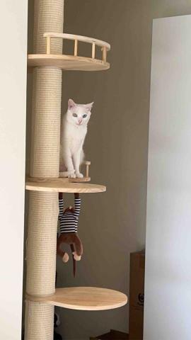 summer苗栗,新竹寵物照護服務。 - 香香 summer苗栗,新竹寵物照護服務。 - 香香