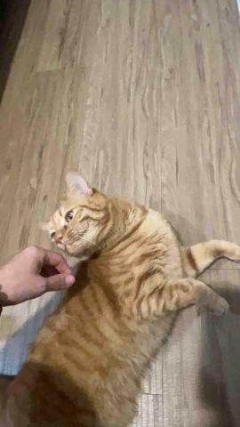 summer苗栗,新竹寵物照護服務。 - Koromo summer苗栗,新竹寵物照護服務。 - Koromo