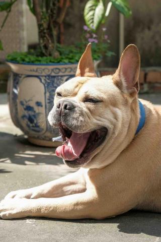 鄧仲奇 - 我家的島丁