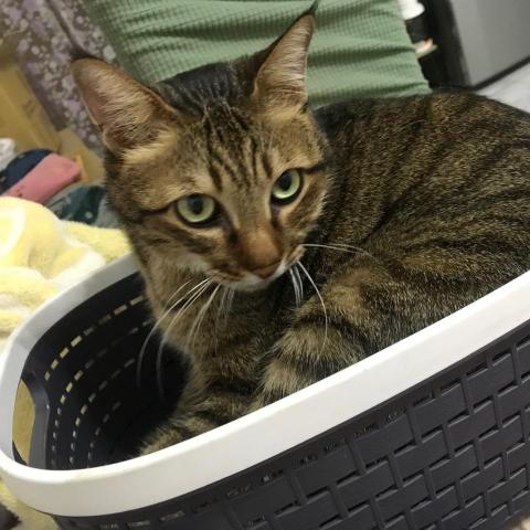 提供兼職服務的專家玥潔潔