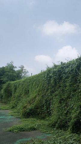 耘禾苑 - 網球練習場植被施工前