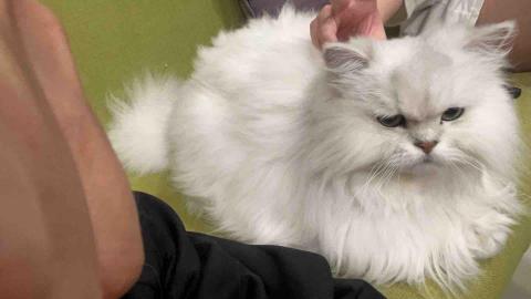 summer苗栗,新竹寵物照護服務。 - 金金 summer苗栗,新竹寵物照護服務。 - 金金