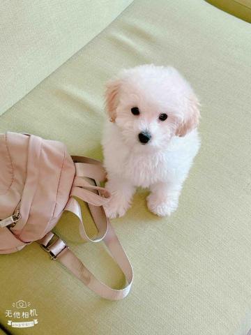 Cein - 陪玩家的可愛小狗