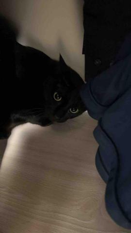 summer苗栗,新竹寵物照護服務。 - 群群 summer苗栗,新竹寵物照護服務。 - 群群