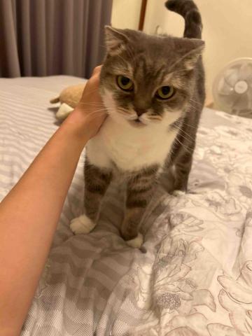 summer苗栗,新竹寵物照護服務。 - 喆 summer苗栗,新竹寵物照護服務。 - 喆