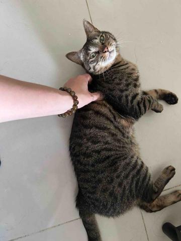 summer苗栗,新竹寵物照護服務。 - Wasabi summer苗栗,新竹寵物照護服務。 - Wasabi