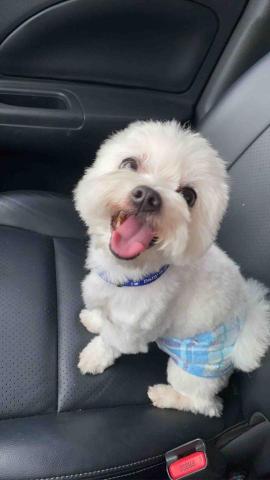 楊芷寧-寵物相關🐾 -  楊芷寧-寵物相關🐾 -