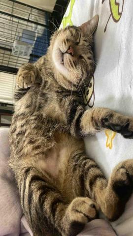 楊芷寧-寵物相關🐾 -  楊芷寧-寵物相關🐾 -