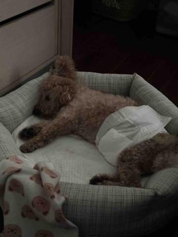 張淳淇 - 安親寄宿（老狗）