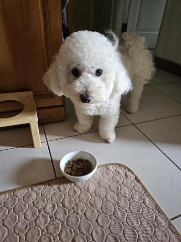 藝奇寵物住宿/安親 - 