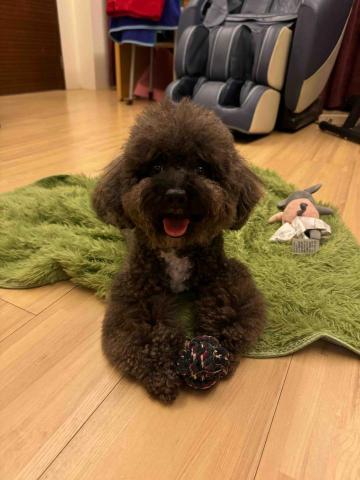 張淳淇 - 安親寄宿