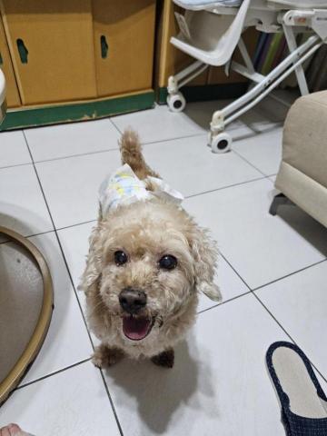 藝奇寵物住宿/安親 - 