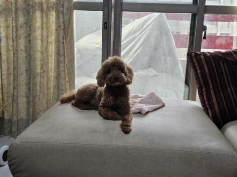 藝奇寵物住宿/安親 - 