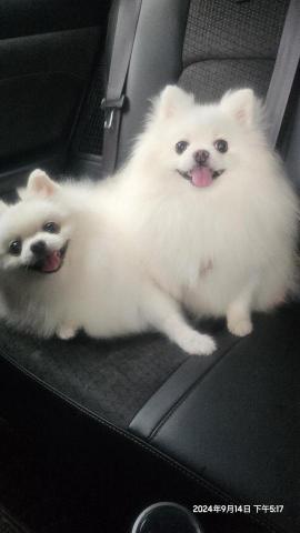 小樹家數碼科技(電器維修,長期接送,寵物接送) - 寵物美容接送