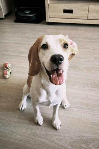 L.f的個人寵物照顧服務 - 寵物到府照顧