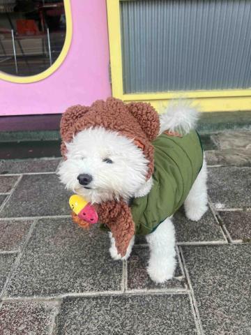 張淳淇 - 陪伴散步