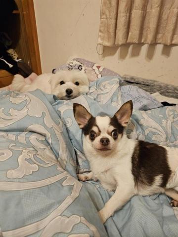 藝奇寵物住宿/安親 - 