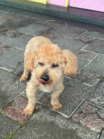 張淳淇 - 安親寄宿（老狗）