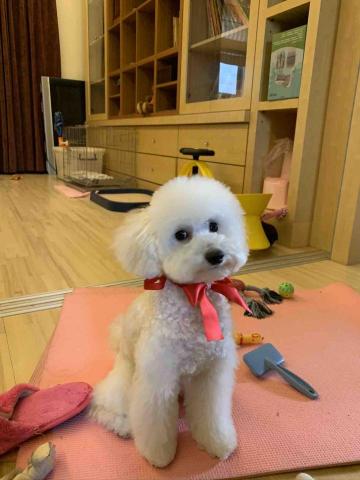 張淳淇 - 安親寄宿