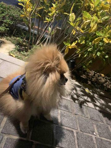 張淳淇 - 陪伴散步