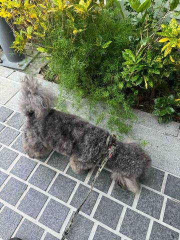 張淳淇 - 陪伴散步