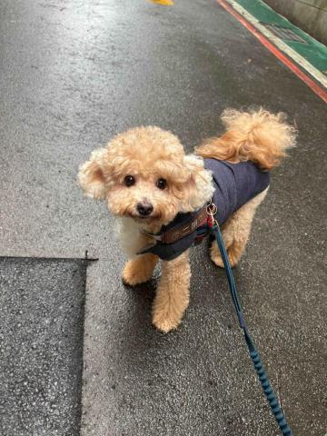 張淳淇 - 陪伴散步