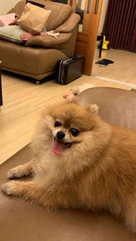 張淳淇 - 安親寄宿